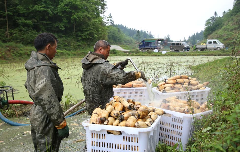 村级公务员报考条件详解