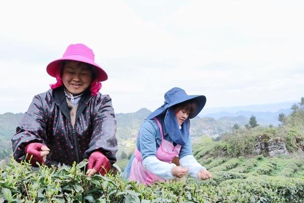 春雨经典老歌500首大全，岁月流转中的旋律之美