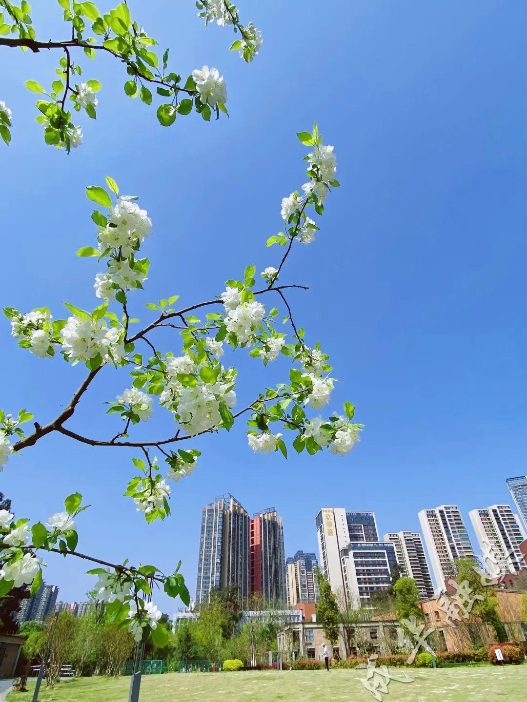 成华区招聘人才市场，人才汇聚，机遇无限